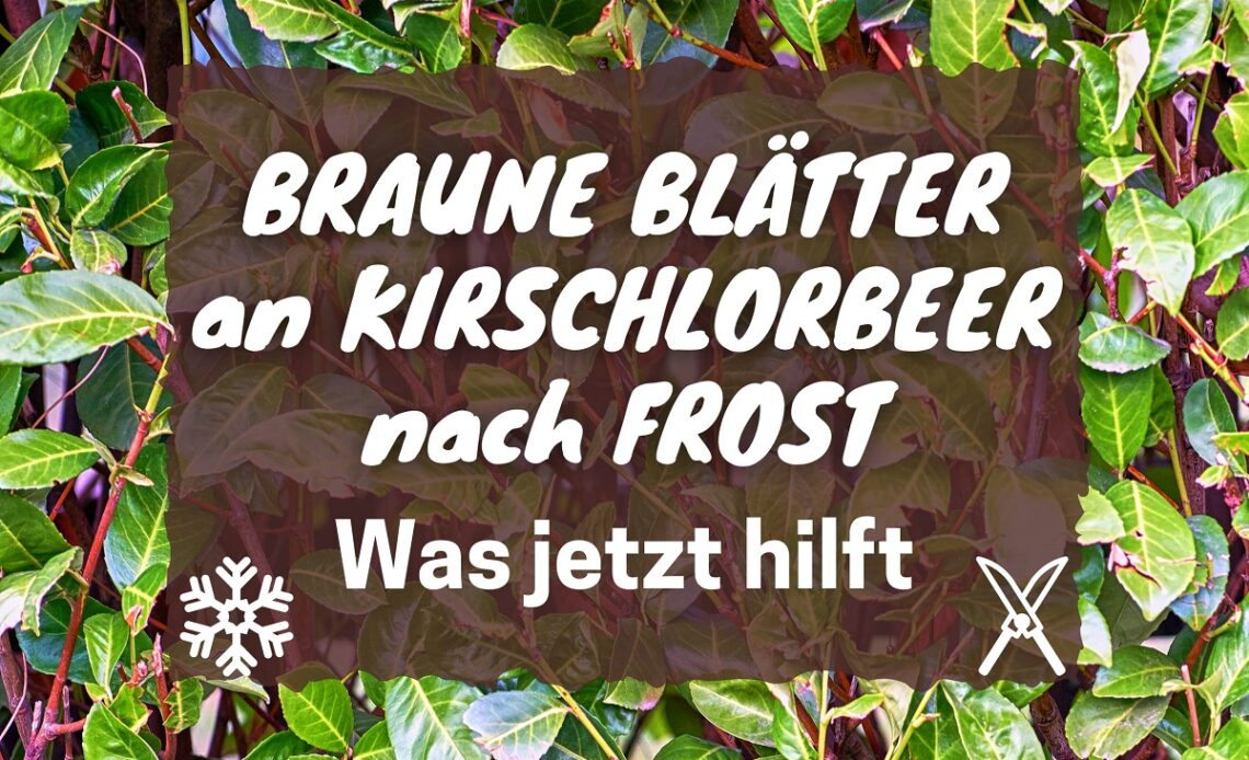 Kirschlorbeer hat braune Blätter nach Frost