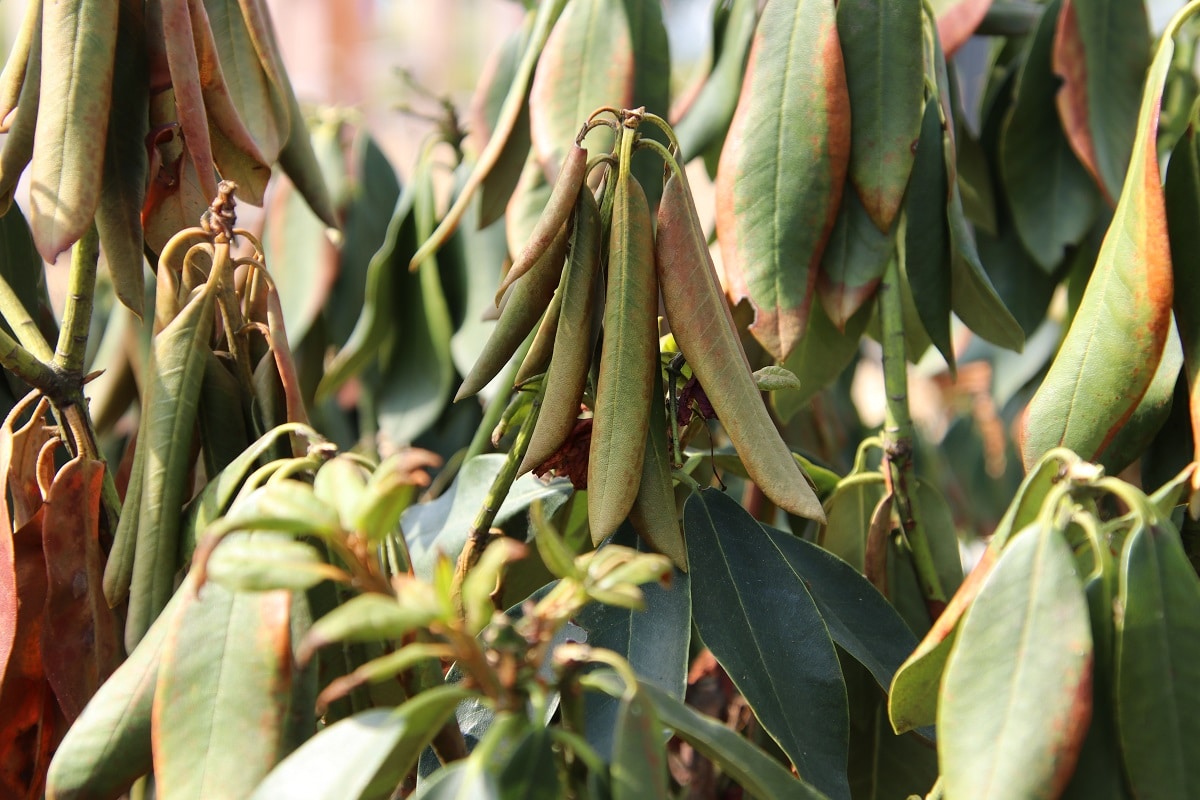 Rhododendron mit Frosttrocknis