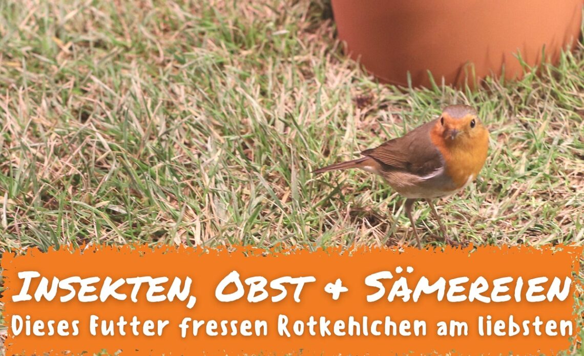 Welches Futter für Rotkehlchen - Rotkehlchen auf Rasen