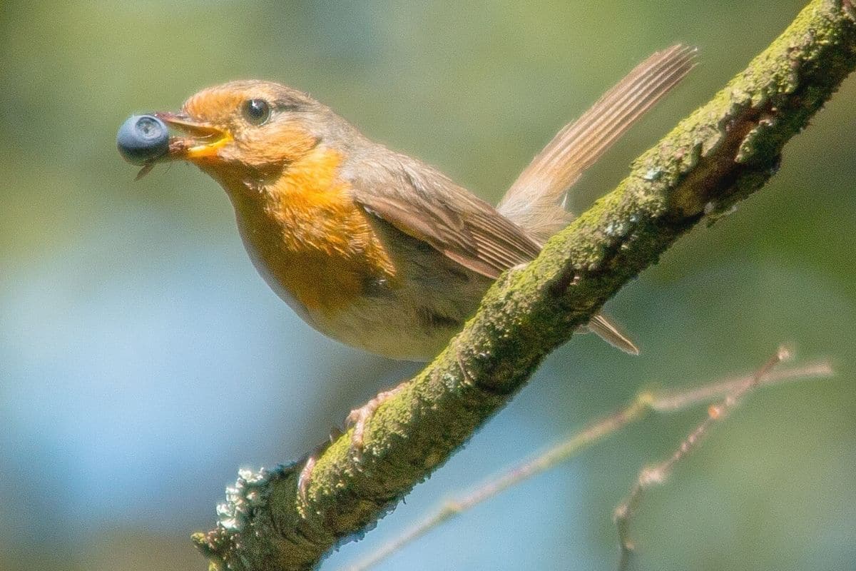 Rotkehlchen frisst Heidelbeere