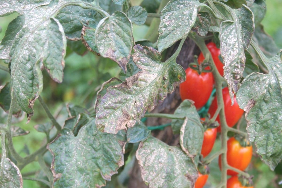 Falscher Mehltau an Tomaten