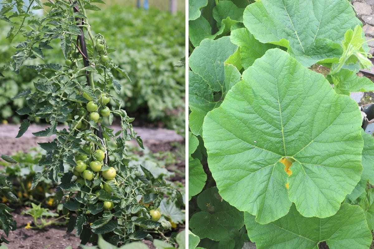 Tomaten und Kürbis