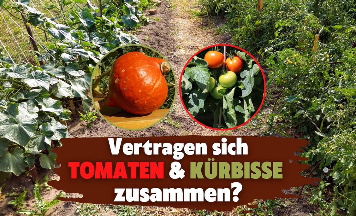 Tomaten und Kürbis zusammen pflanzen