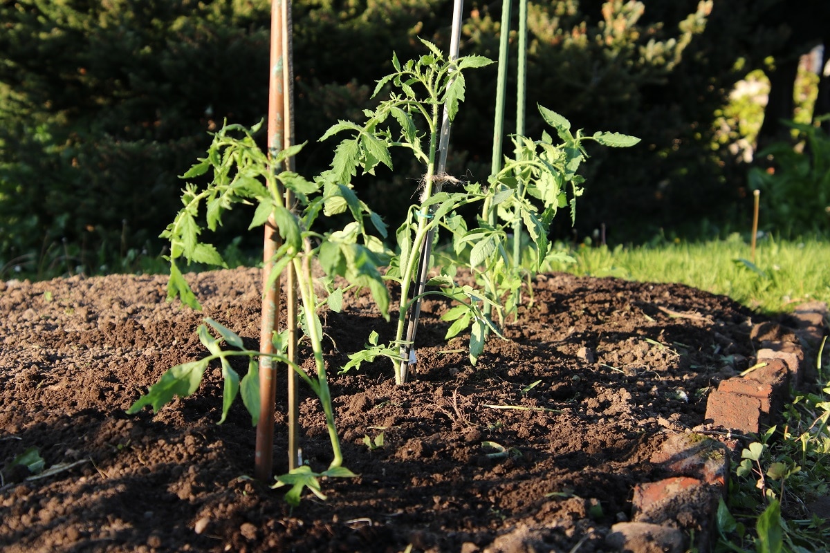 Tomaten (Solanum lycopersicum) im Beet