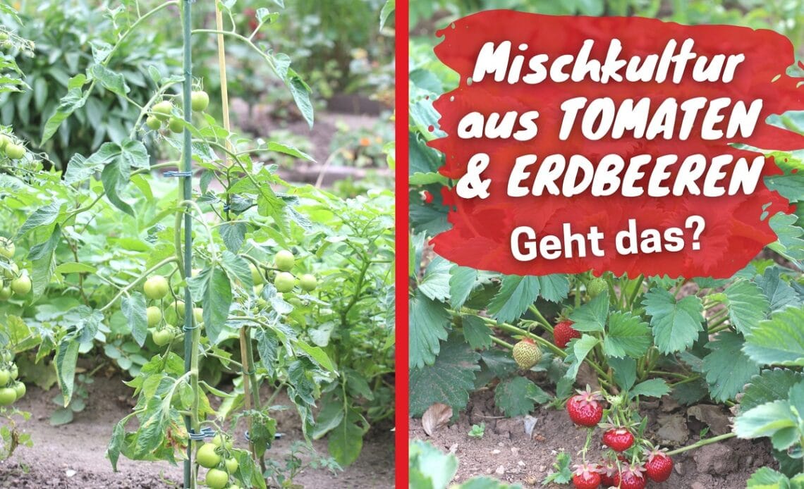 Sollte man Tomaten und Erdbeeren zusammen pflanzen?