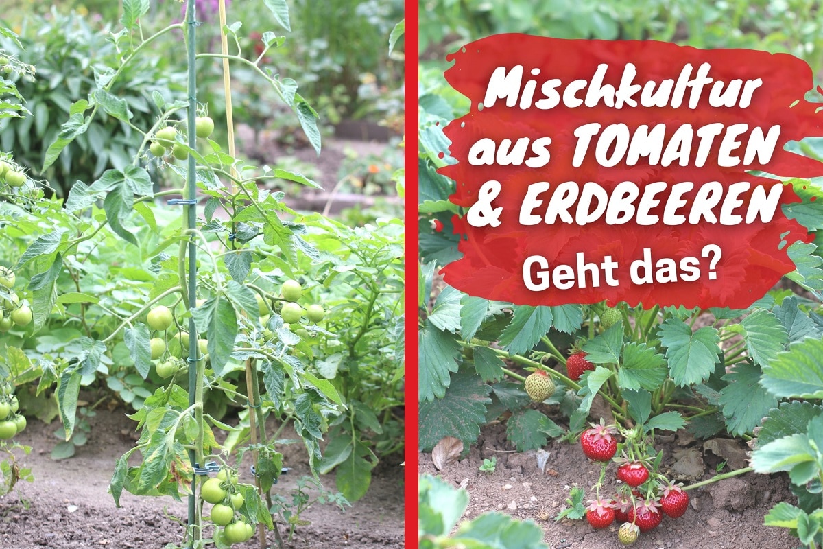 Sollte man Tomaten & Erdbeeren zusammen pflanzen? Gartenrat.de
