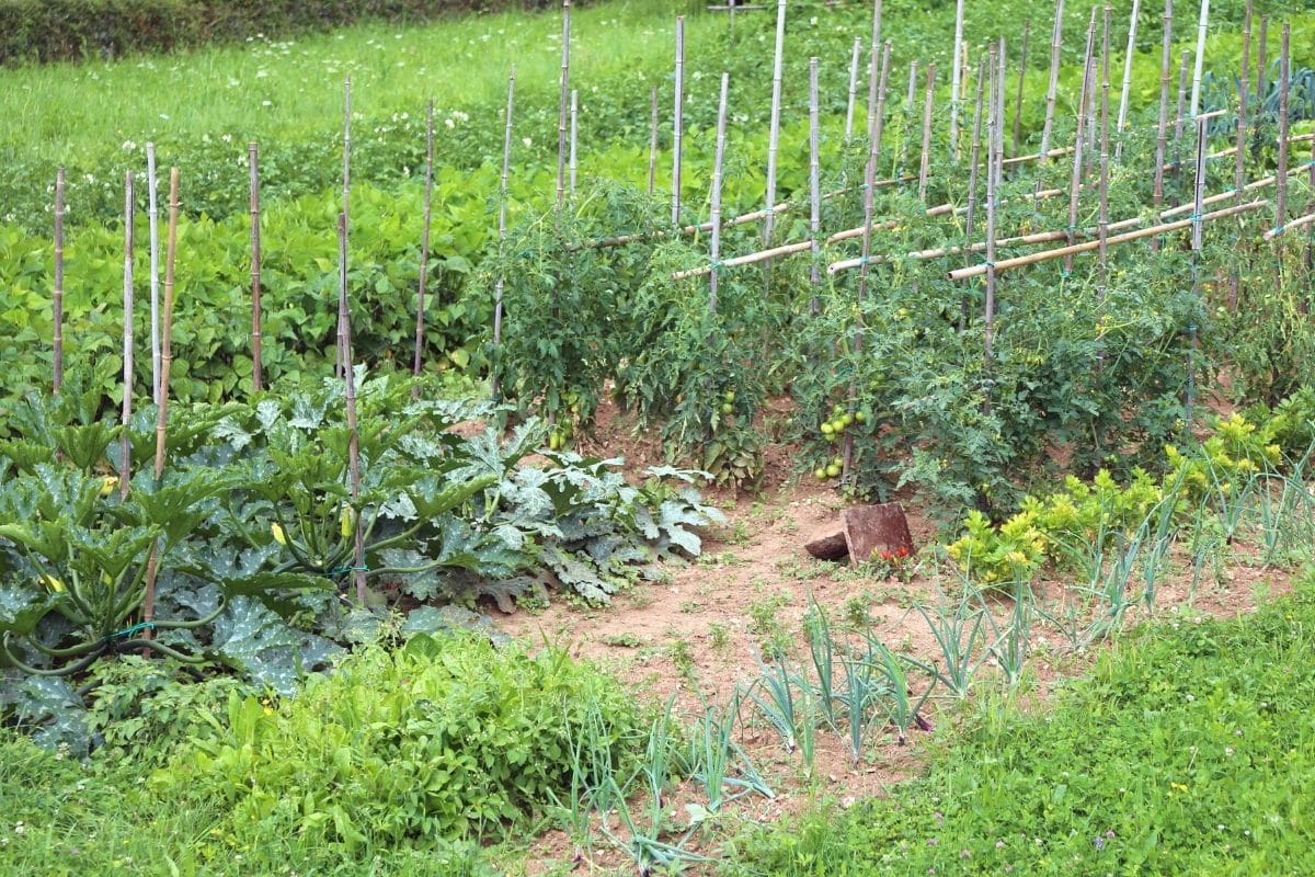 Zucchini und Tomaten zusammen im Beet