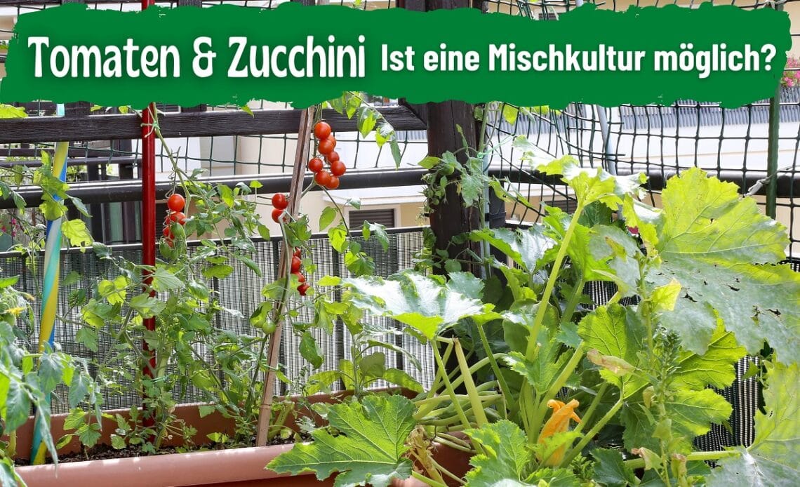 Tomaten und Zucchini zusammen pflanzen auf Balkon