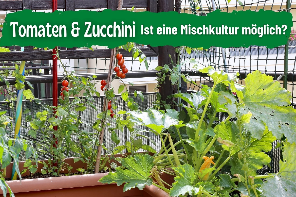zucchini und tomaten zusammen pflanzen