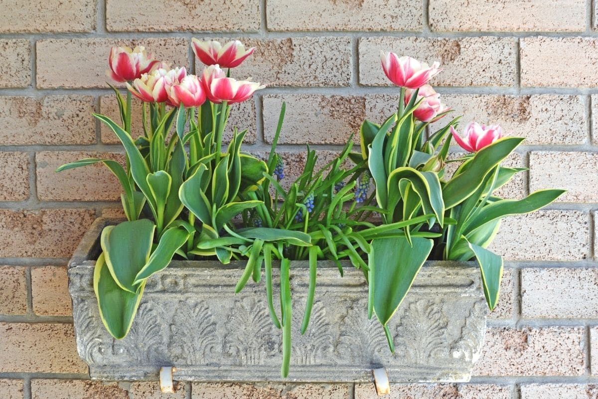 Tulpen im Blumenkasten auf Terrasse