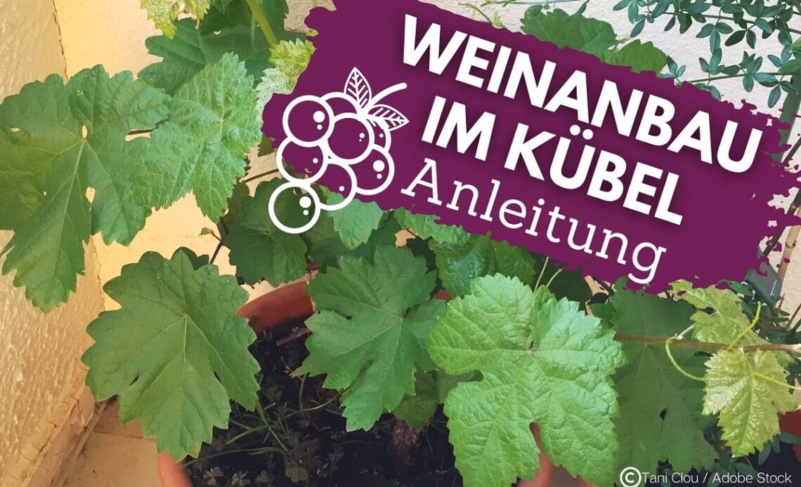 Wein im Kübel pflanzen