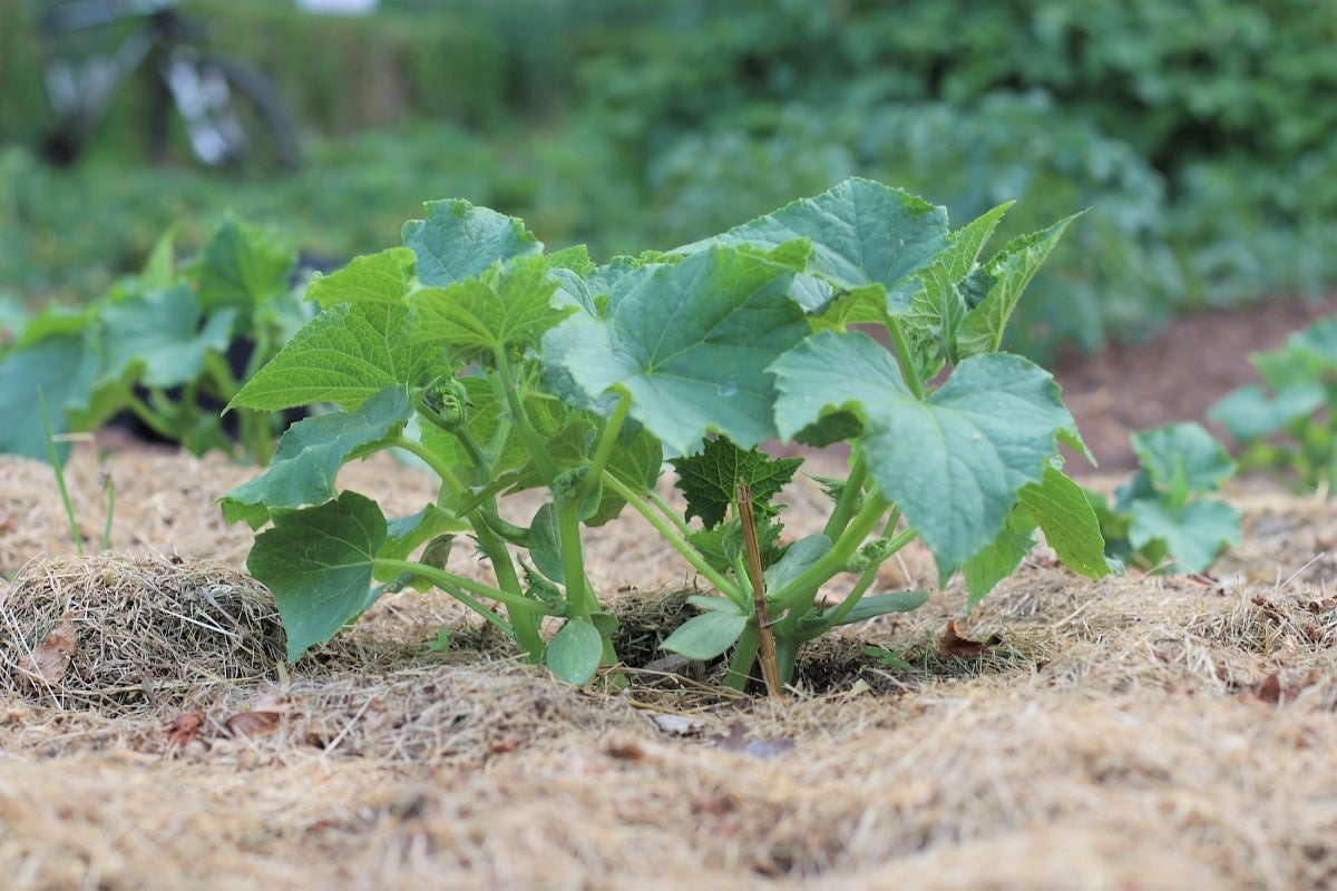 Zucchini mit Strohschicht als Mulch