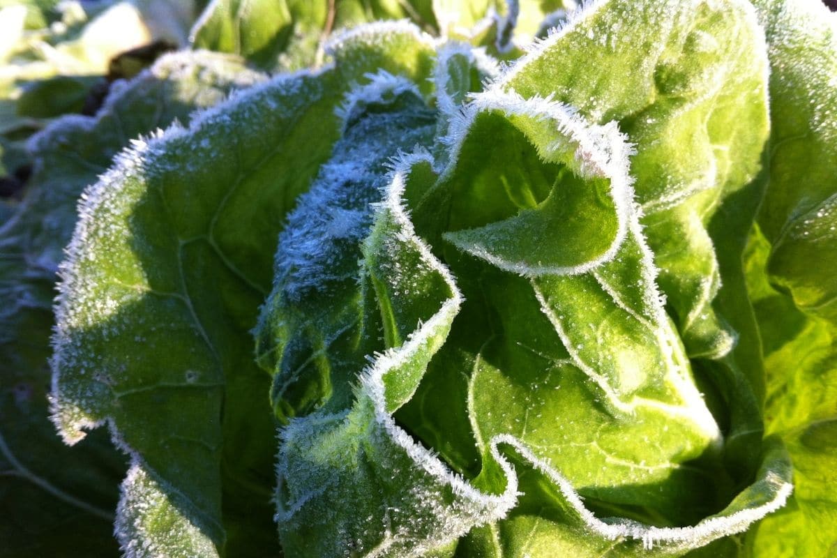 Wintergemüse im Hochbeet - Endivie