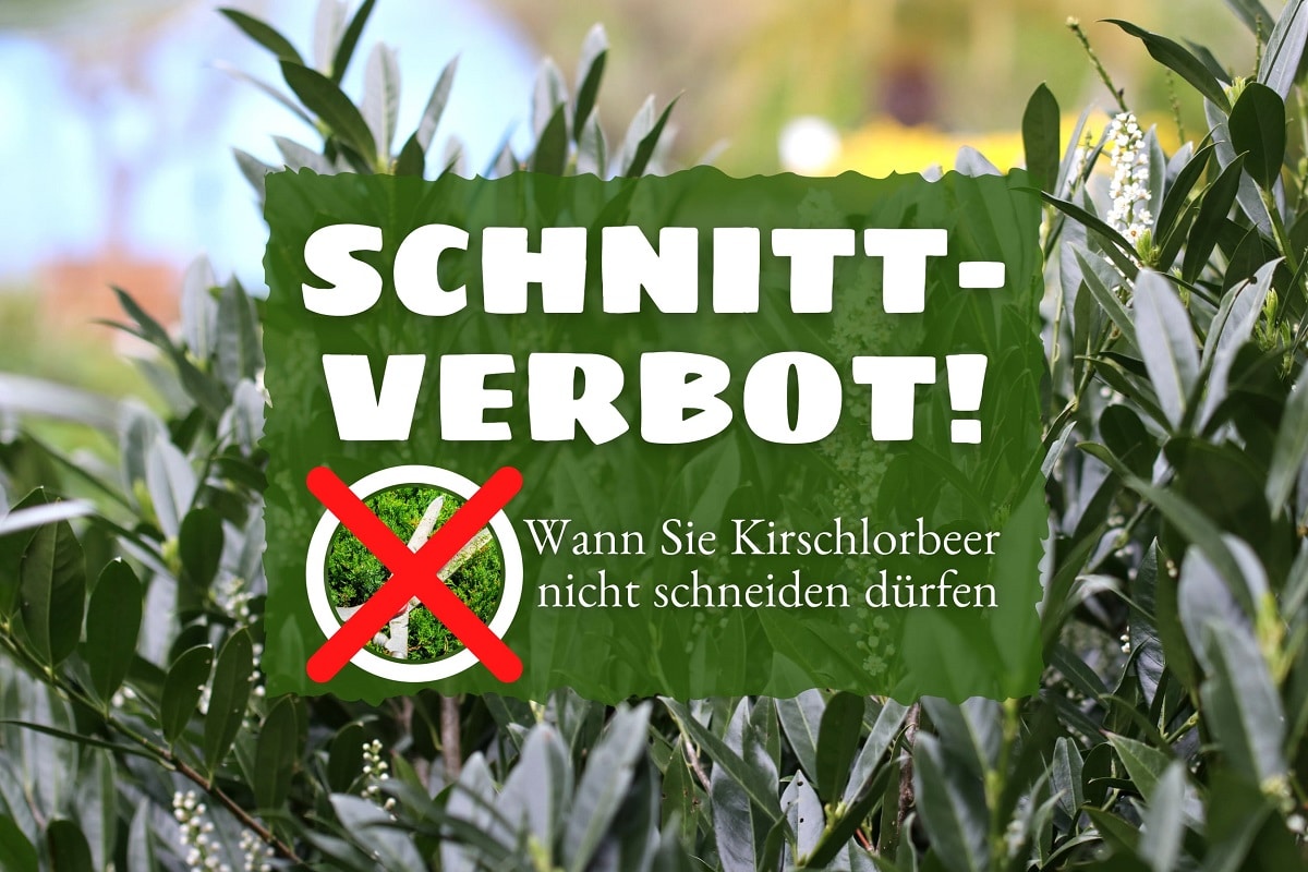 Wann ist es verboten Kirschlorbeer zu schneiden? Gartenrat.de