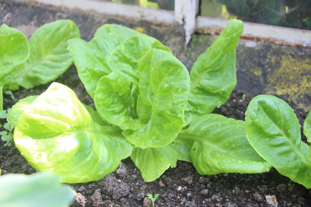 Kopfsalat (Lactuca sativa capitata)