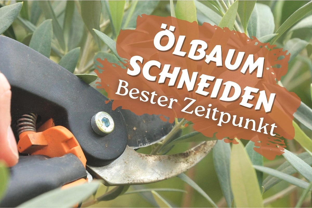 Olivenbaum schneiden: wann ist der ideale Zeitpunkt? - Gartenrat.de