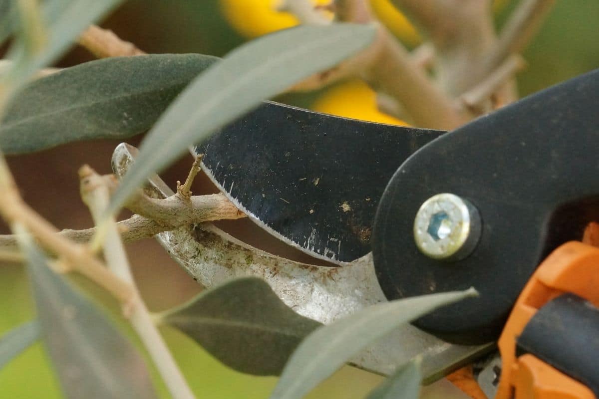 Olivenbaum mit Gartenschere schneiden