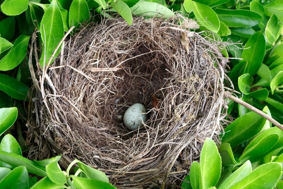 Vogelnest in Hecke