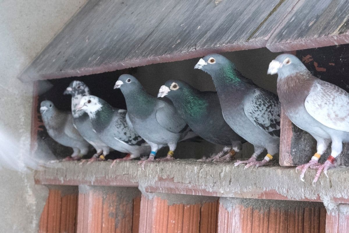 Brieftauben in Schlag