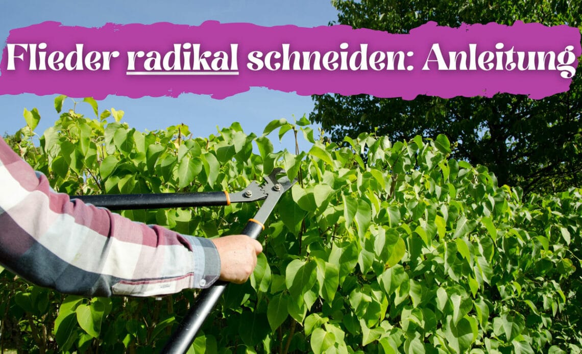 Flieder radikal schneiden