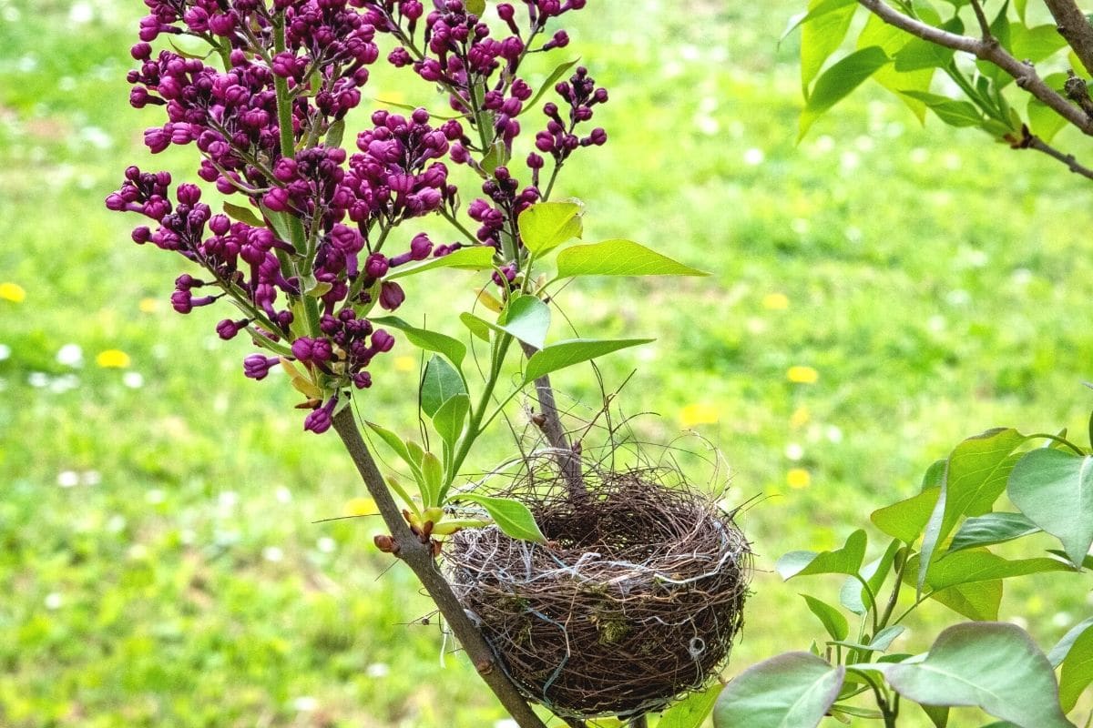 Vogelnest in Flieder