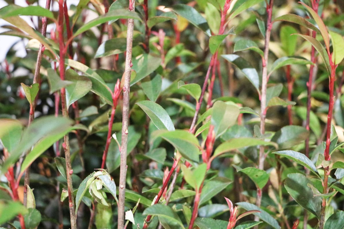 Glanzmispel (Photinia fraseri)