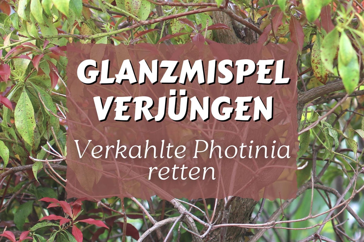 Glanzmispel wird innen kahl: so verjngen Sie sie - Gartenrat.de