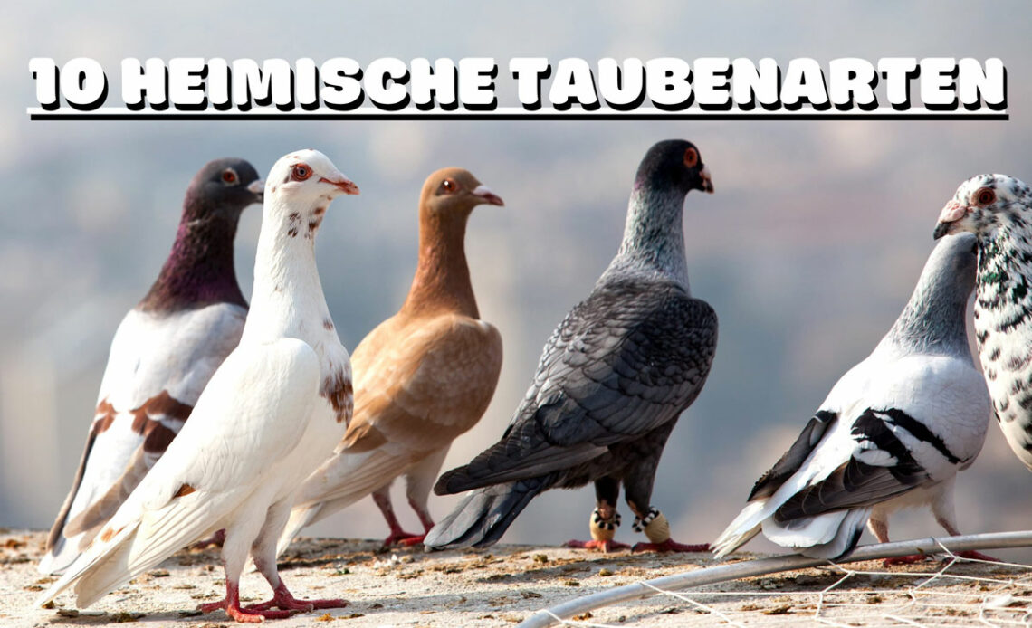 Heimische Taubenarten