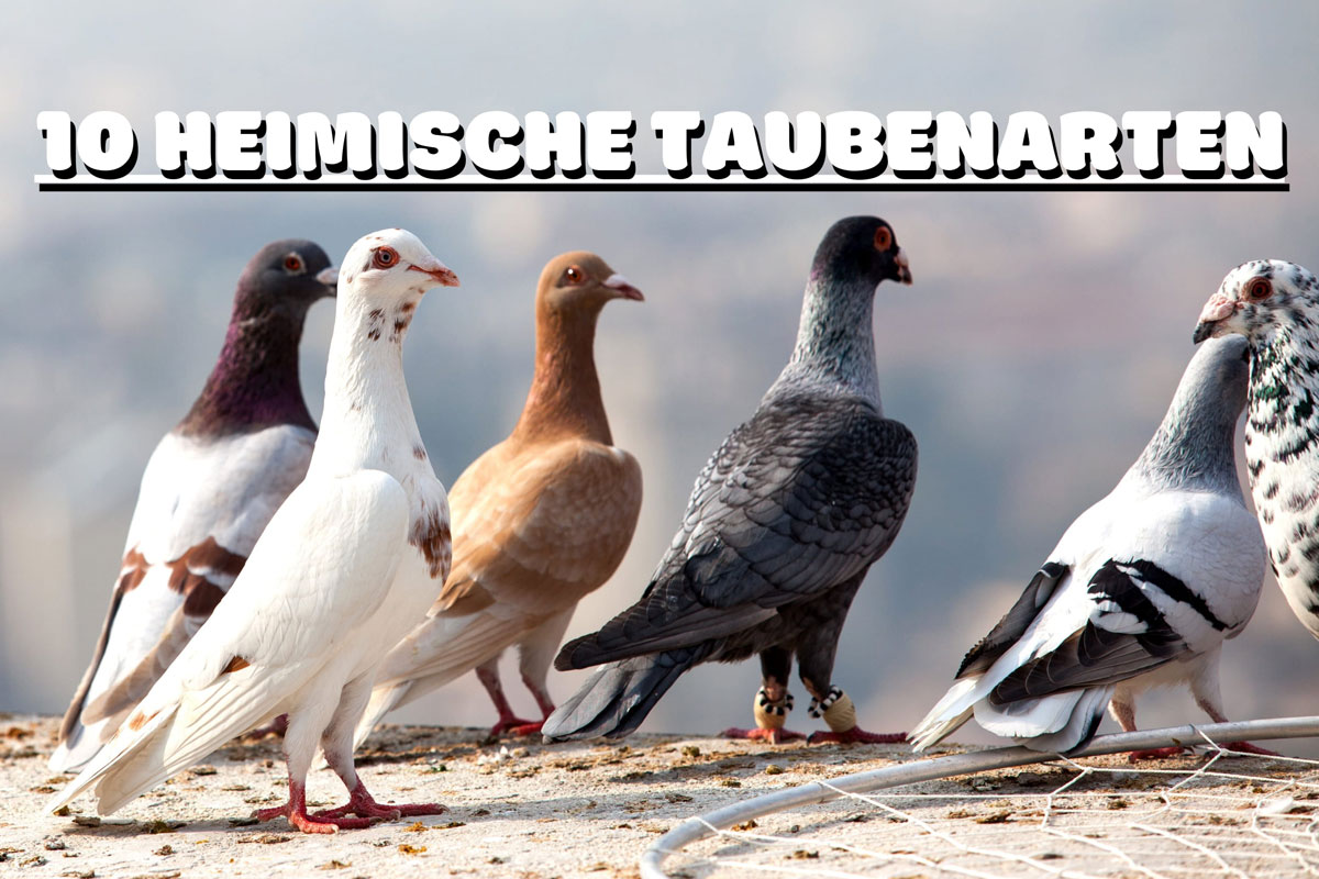 10 Heimische Taubenarten In Deutschland Mit Bild Bestimmen Gartenrat de 10-heimische-taubenarten-in-deutschland-mit-bild-bestimmen-gartenrat-de