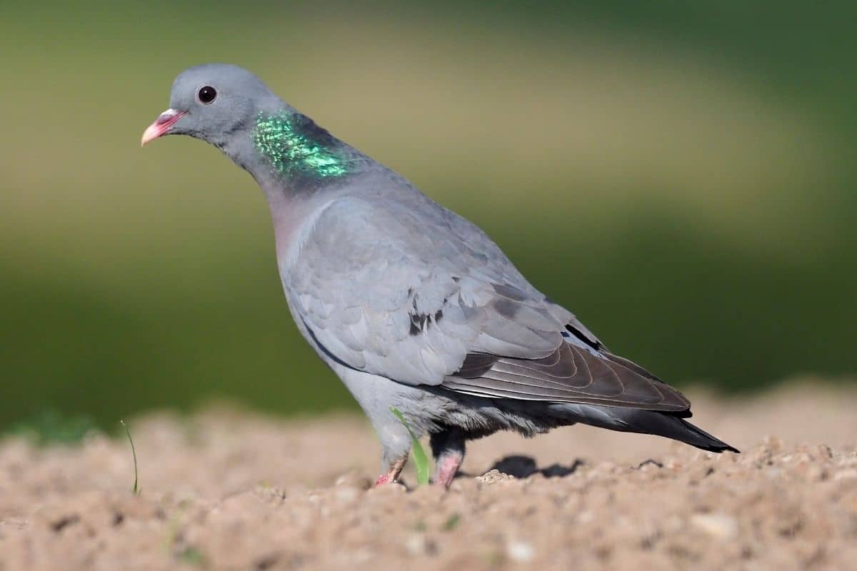 Hohltaube (Columba oenas)