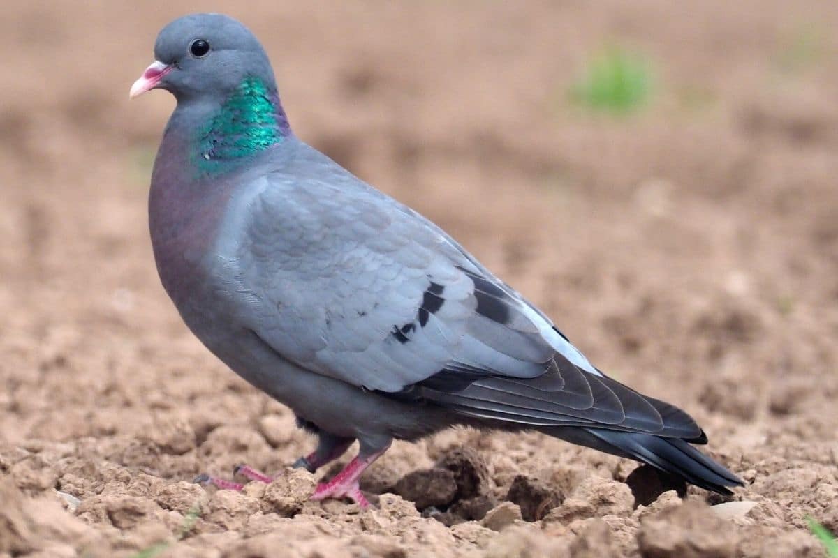 Hohltaube (Columba oenas)