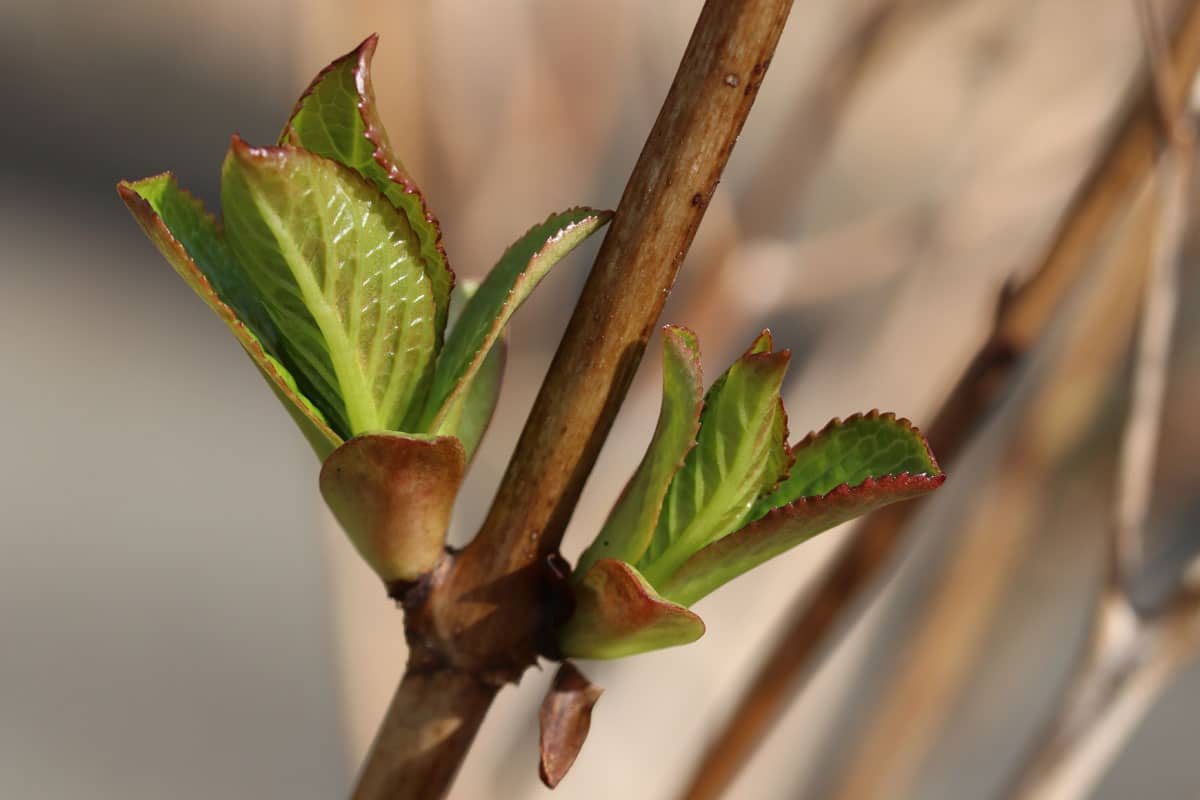 Gegenüberliegende Hortensien-Knospen