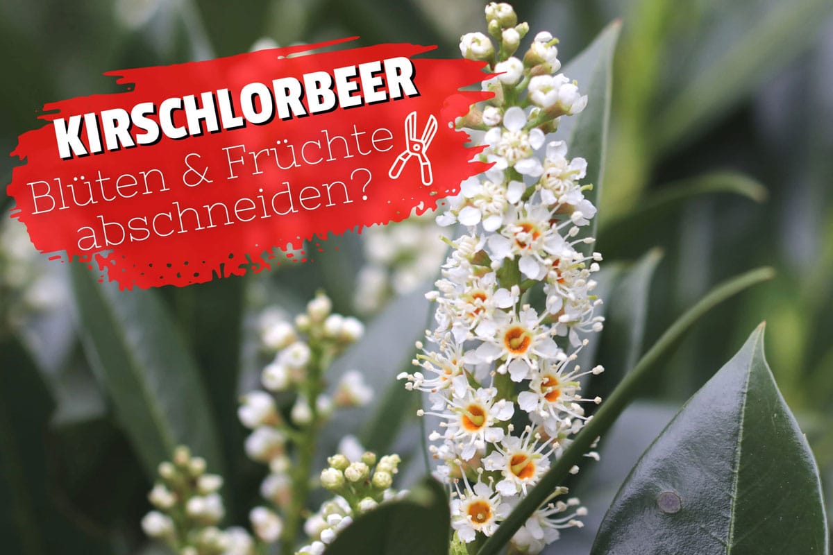 Kirschlorbeer darf man Blüten/Früchte entfernen? Gartenrat.de