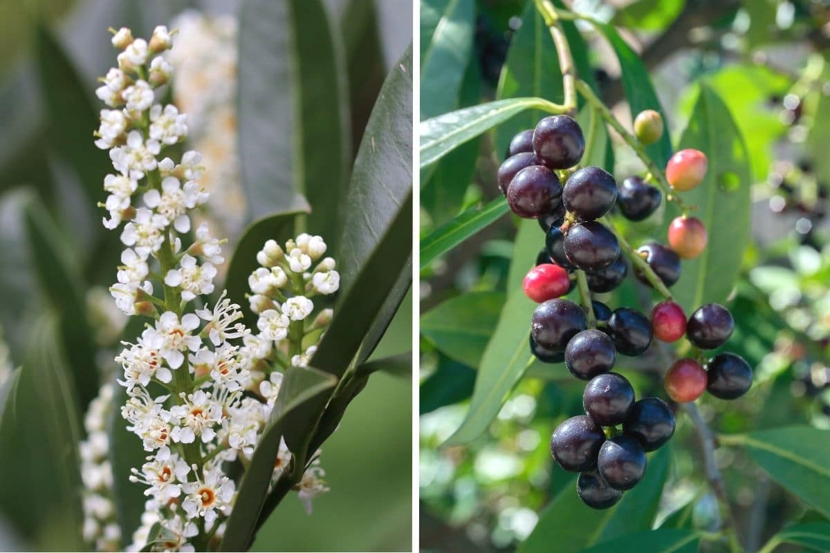 Kirschlorbeer - Blüte (links) und Früchte (rechts)