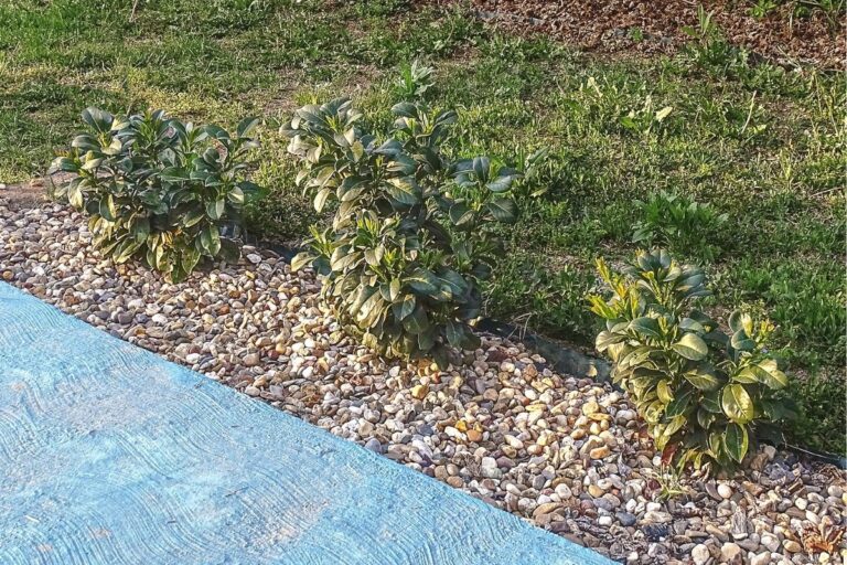 Kirschlorbeer darf man Blüten/Früchte entfernen? Gartenrat.de