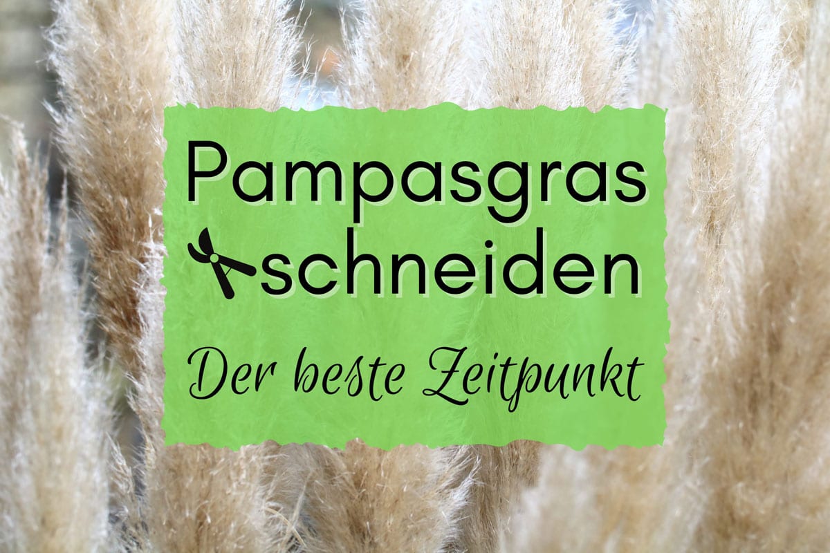 Wann sollte man Pampasgras schneiden? Gartenrat.de
