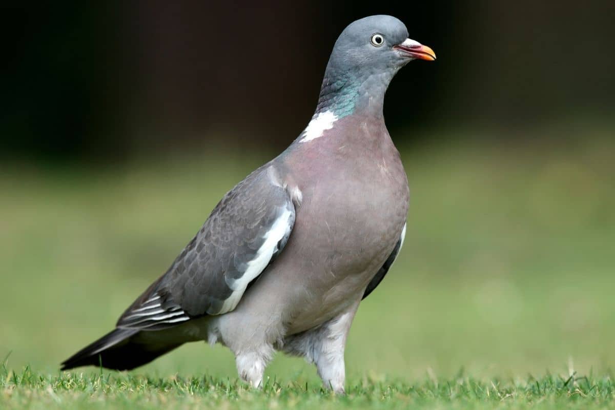 Ringeltaube (Columba palumbus)