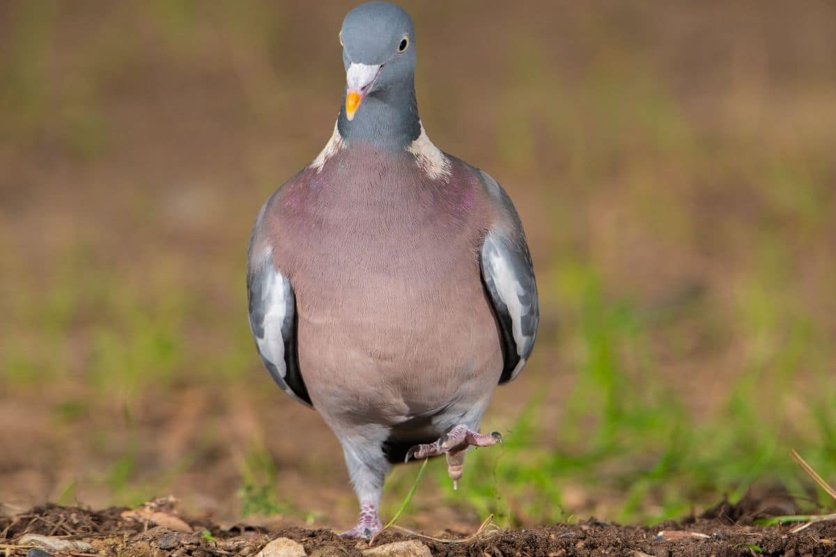 Ringeltaube (Columba palumbus)