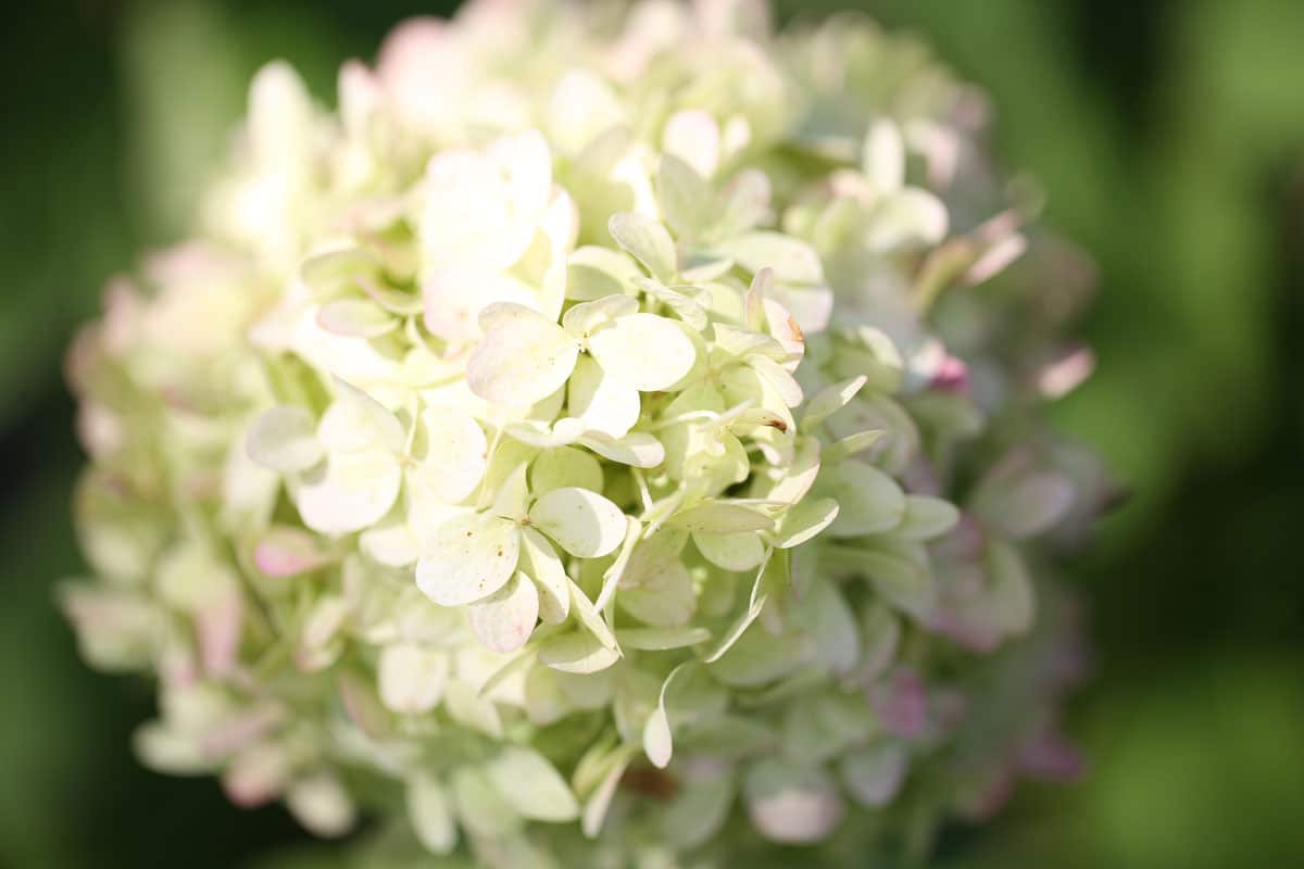 Rispenhortensie-Blüte in Makroaufnahme