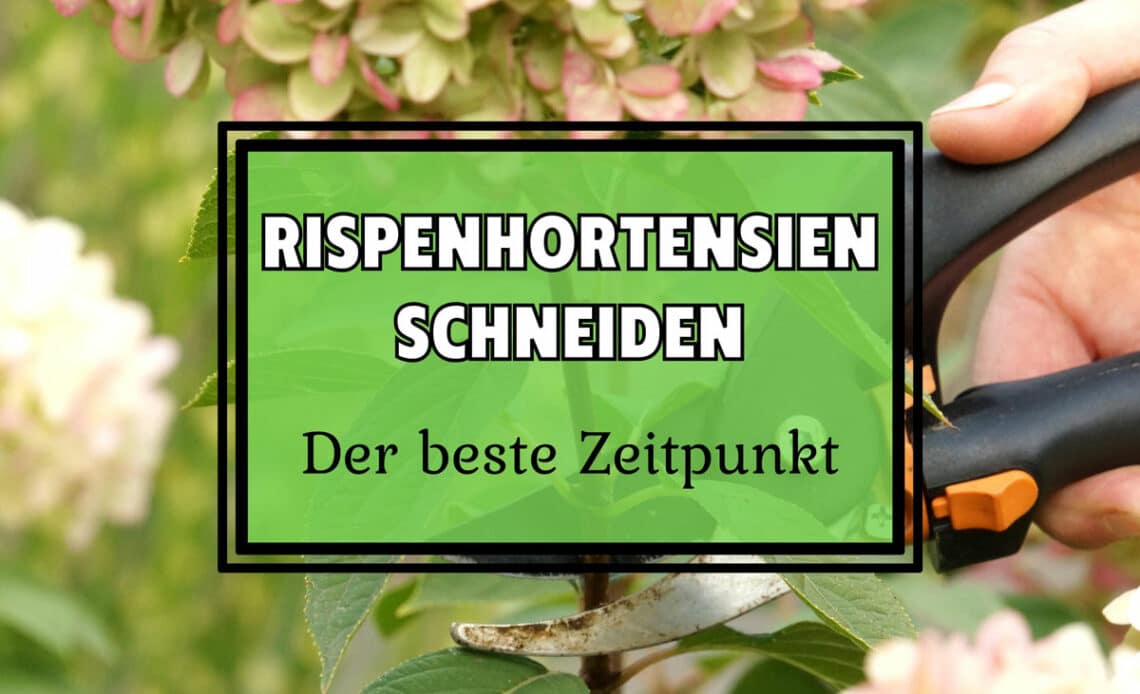 Rispenhortensien schneiden