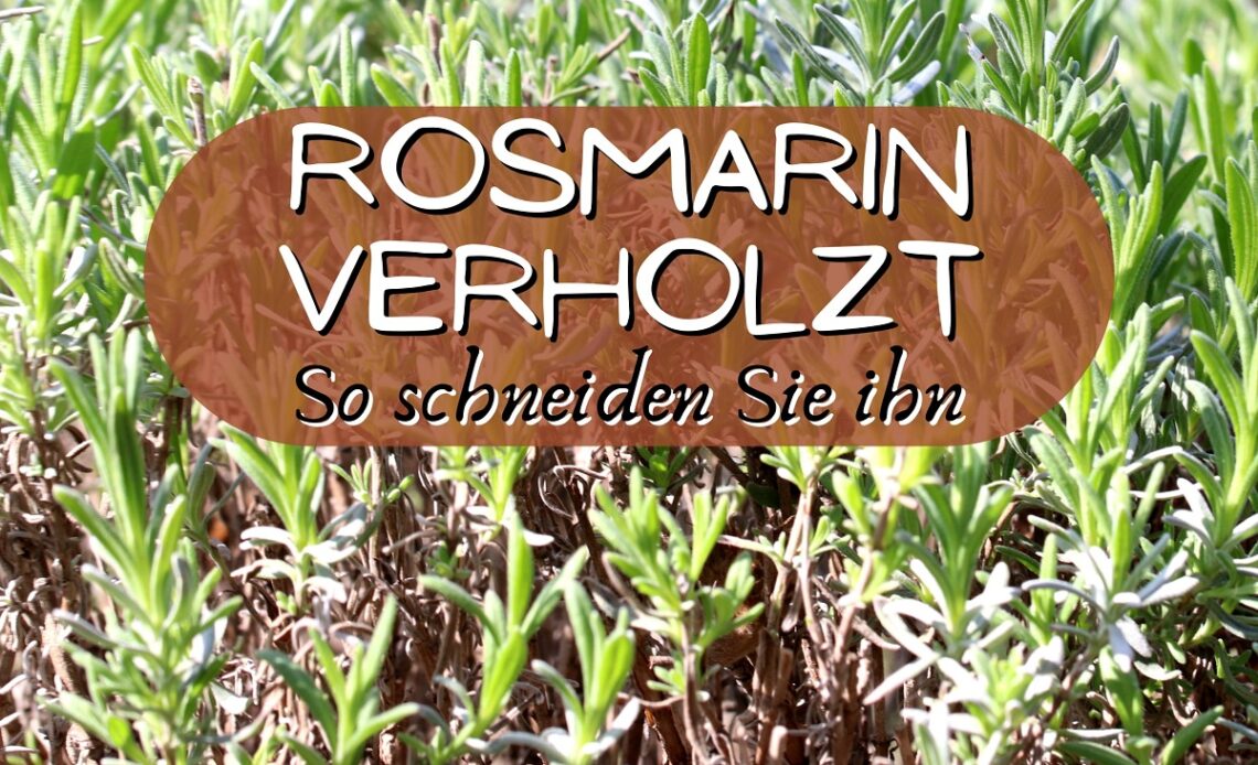 Rosmarin verholzt