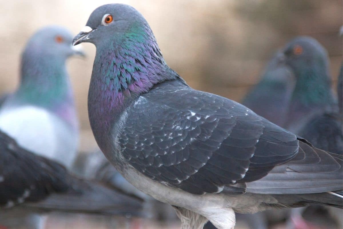 Taubenarten - Stadttaube (Columba livia f. domestica)