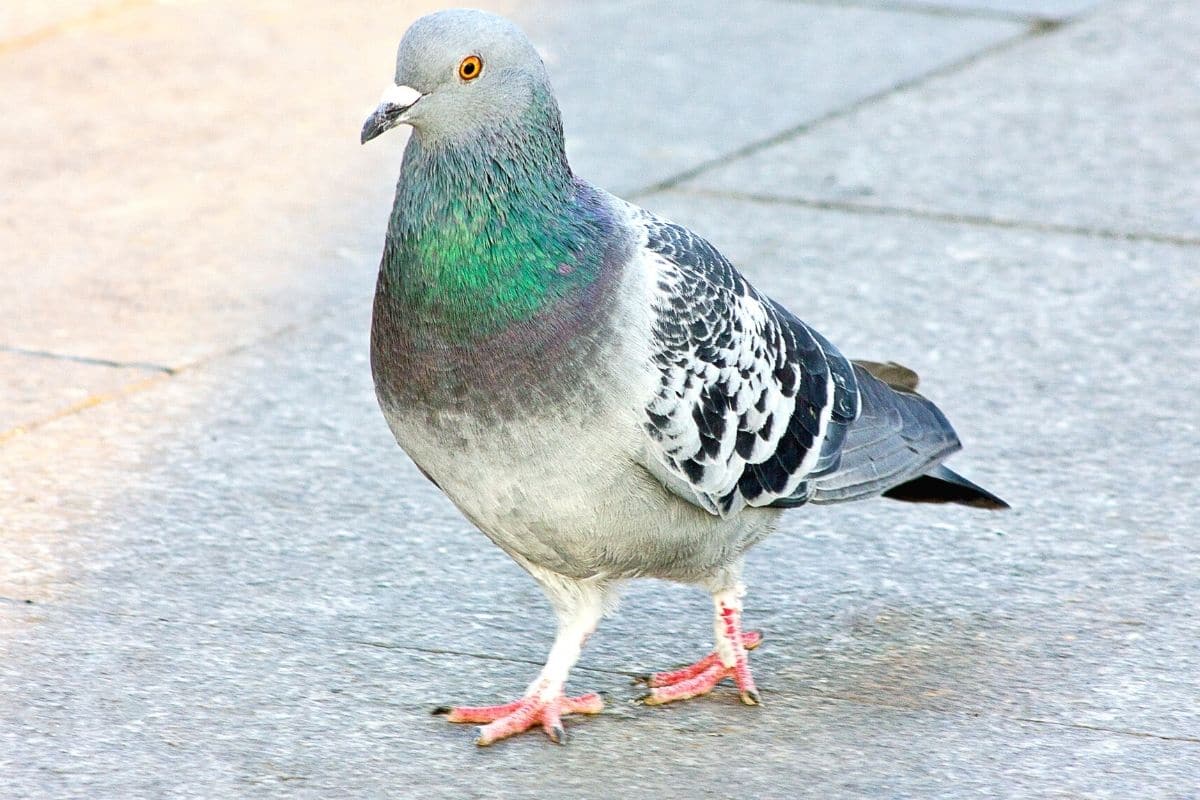 Stadttaube (Columba livia f. domestica)