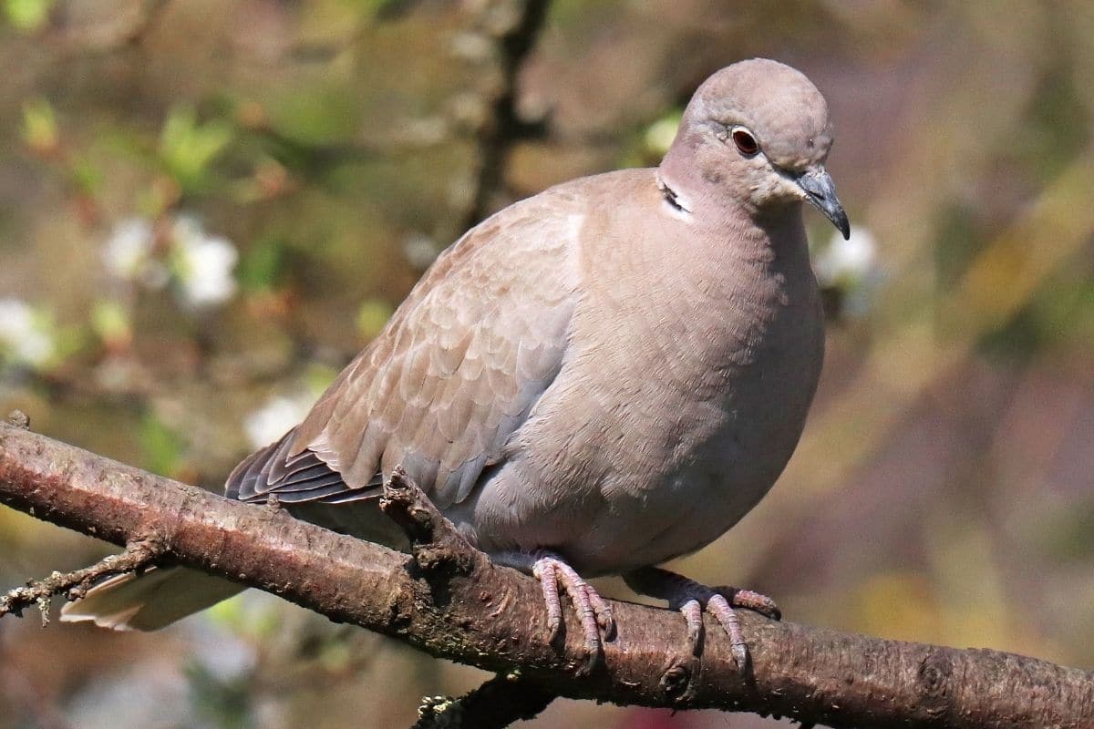 Türkentaube (Streptopelia decaocto)