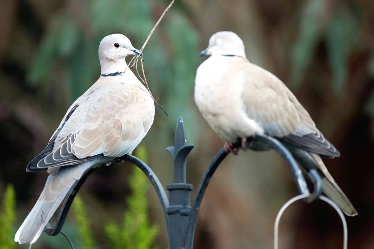 Türkentaube (Streptopelia decaocto)