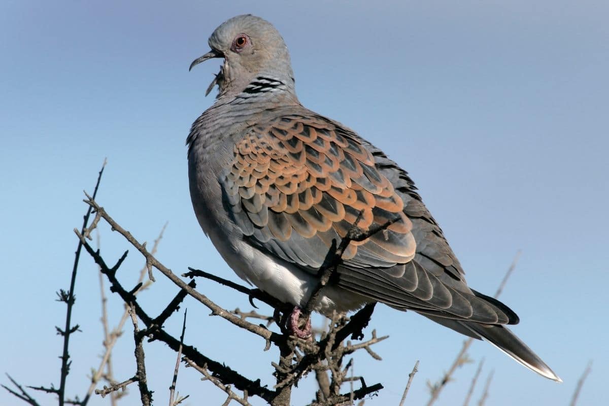 Taubenarten - Turteltaube (Streptopelia turtur)