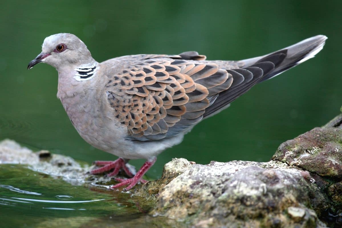 Turteltaube (Streptopelia turtur) am Wasser