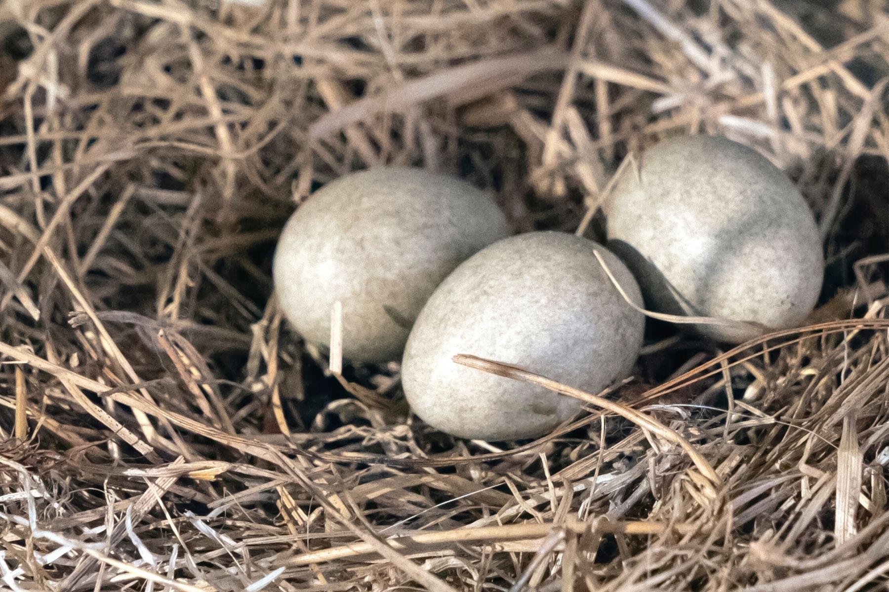 Eier des Blaukehlchens (Luscinia svecica)