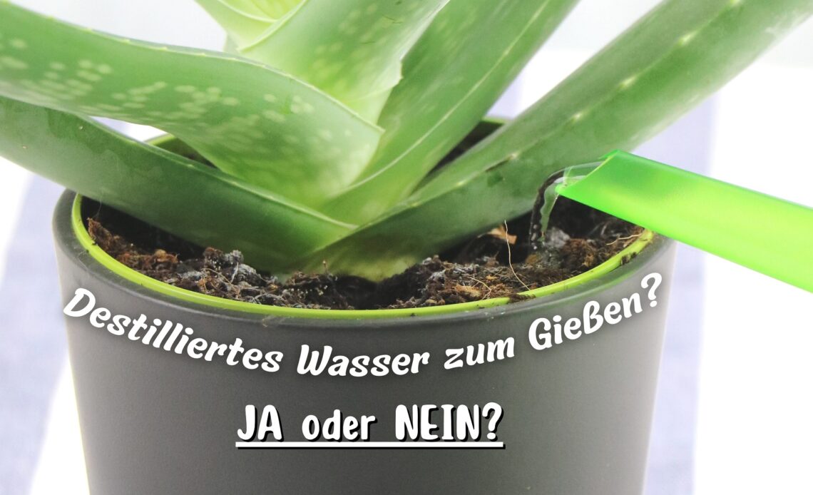 Destilliertes Wasser zum Gießen