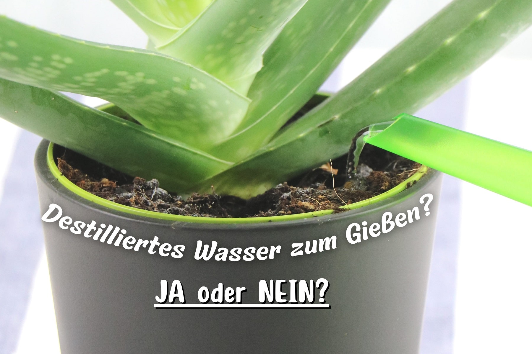 Destilliertes Wasser gieen: sinnvoll fr Pflanzen? - Gartenrat.de